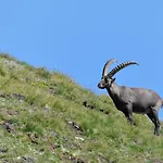Le Grand Cap * Tignes